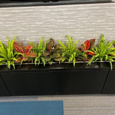 Indoor Plants 8